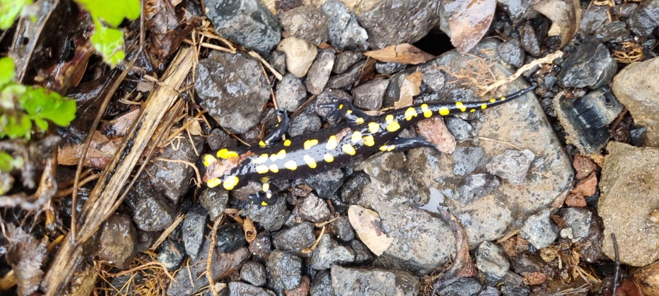 Salamandra infraimmaculata  photographed by רמדאן עיסא 