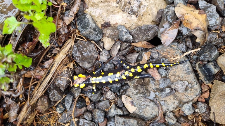 Salamandra infraimmaculata  photographed by רמדאן עיסא 