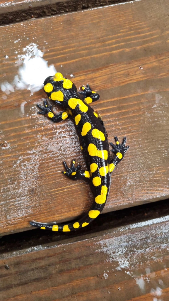 Salamandra infraimmaculata  photographed by רמדאן עיסא 