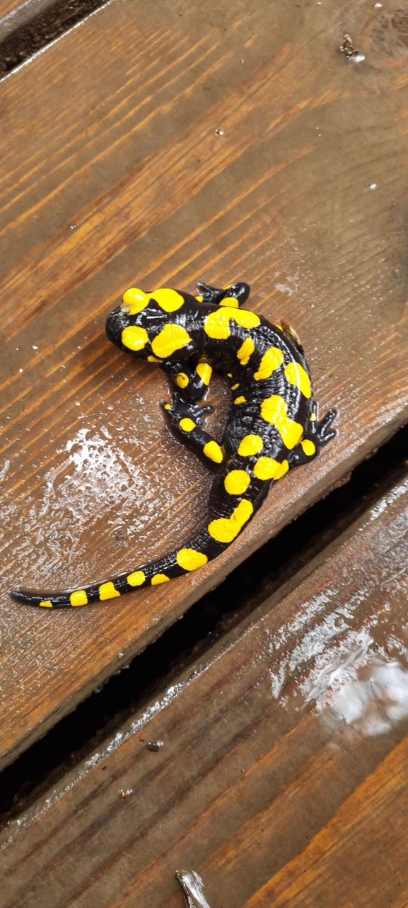 Salamandra infraimmaculata  photographed by רמדאן עיסא 