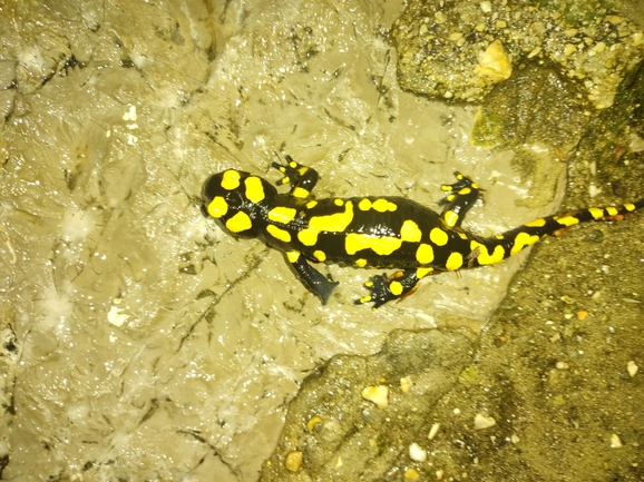 Salamandra infraimmaculata  photographed by רמדאן עיסא 