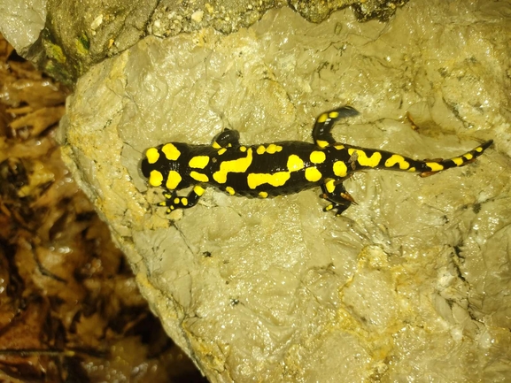 Salamandra infraimmaculata  photographed by רמדאן עיסא 