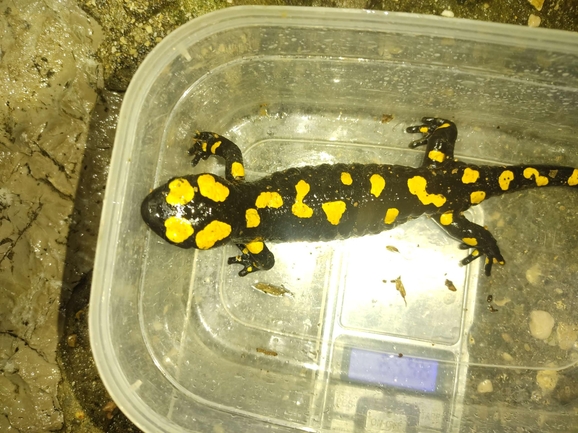 Salamandra infraimmaculata  photographed by רמדאן עיסא 