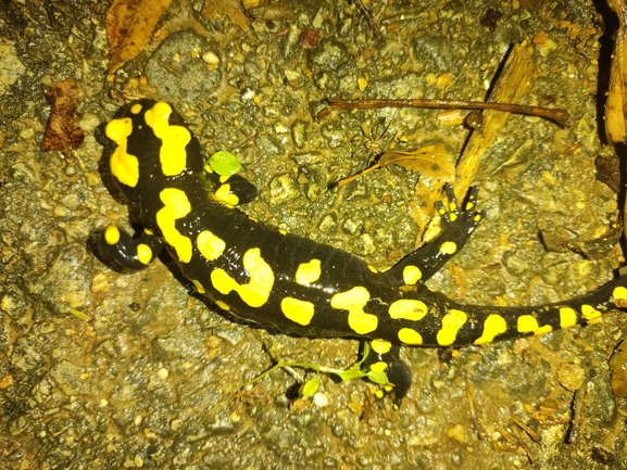 Salamandra infraimmaculata  photographed by רמדאן עיסא 