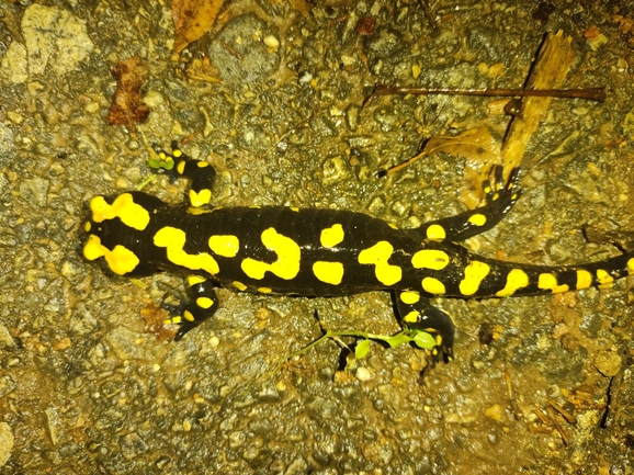 Salamandra infraimmaculata  photographed by רמדאן עיסא 