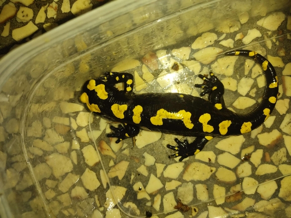 Salamandra infraimmaculata  photographed by רמדאן עיסא 