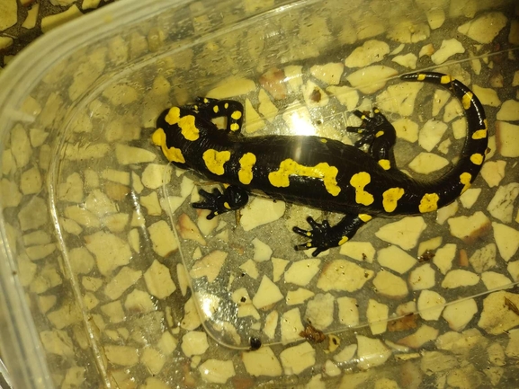 Salamandra infraimmaculata  photographed by רמדאן עיסא 