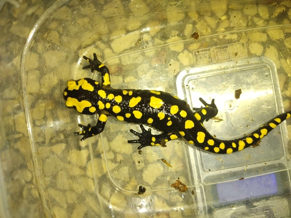 Salamandra infraimmaculata  photographed by רמדאן עיסא 