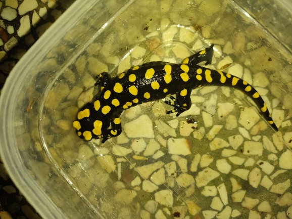 Salamandra infraimmaculata  photographed by רמדאן עיסא 