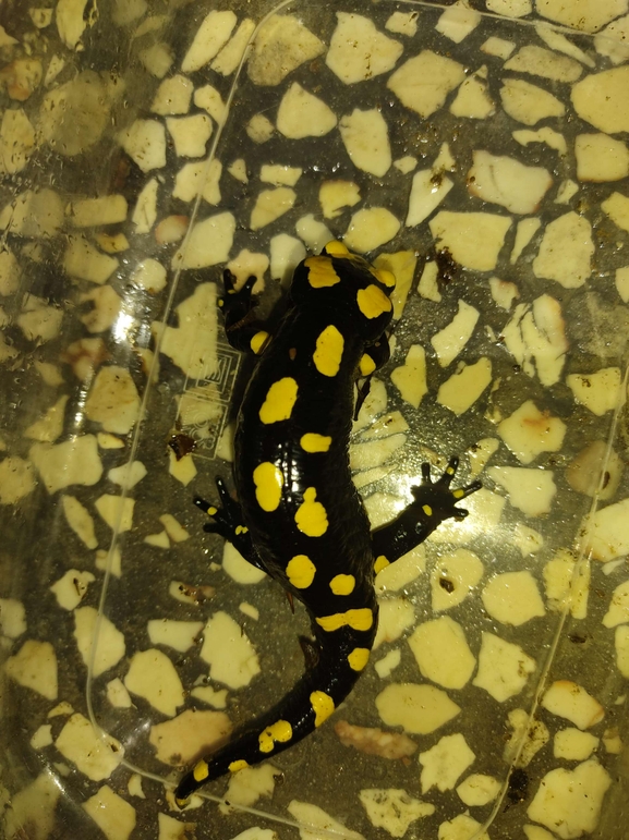 Salamandra infraimmaculata  photographed by רמדאן עיסא 