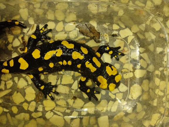 Salamandra infraimmaculata  photographed by רמדאן עיסא 