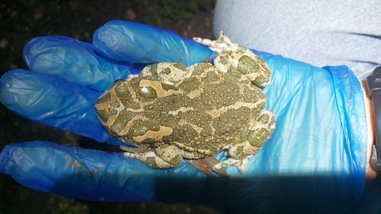 Bufo viridis  photographed by צוות תל דן 