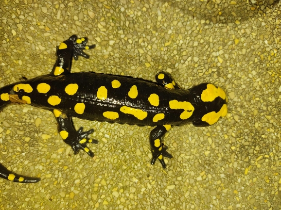 Salamandra infraimmaculata  photographed by רמדאן עיסא 