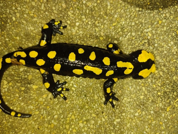 Salamandra infraimmaculata  photographed by רמדאן עיסא 