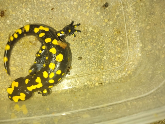 Salamandra infraimmaculata  photographed by רמדאן עיסא 