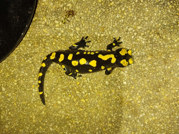 Salamandra infraimmaculata  photographed by רמדאן עיסא 