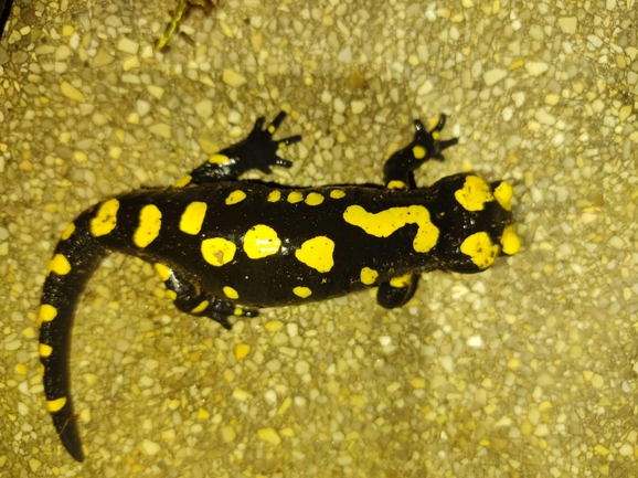 Salamandra infraimmaculata  photographed by רמדאן עיסא 