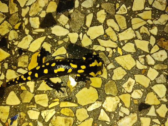 Salamandra infraimmaculata  photographed by רמדאן עיסא 