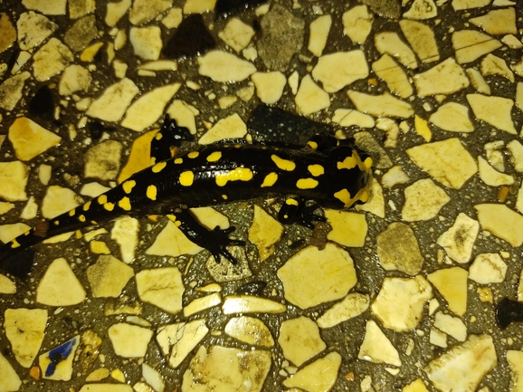 Salamandra infraimmaculata  photographed by רמדאן עיסא 