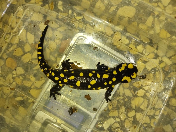 Salamandra infraimmaculata  photographed by רמדאן עיסא 