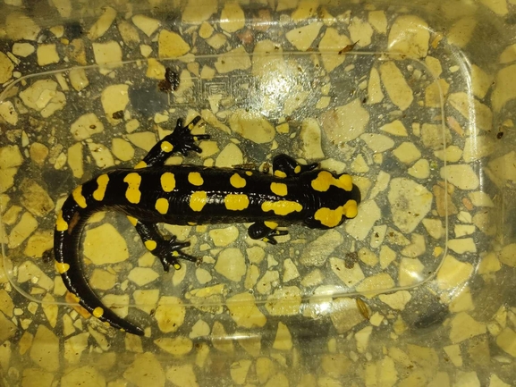 Salamandra infraimmaculata  photographed by רמדאן עיסא 