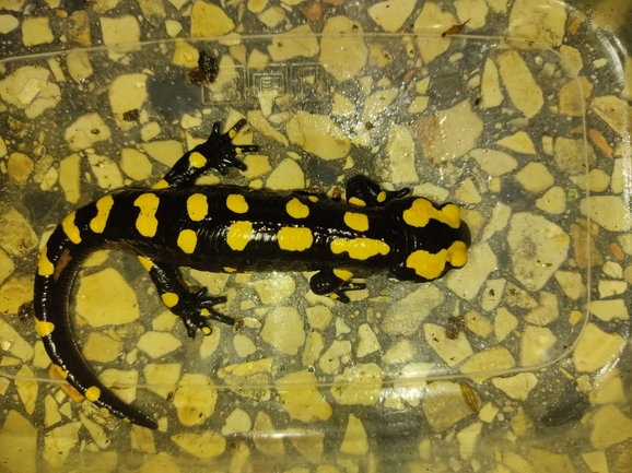 Salamandra infraimmaculata  photographed by רמדאן עיסא 