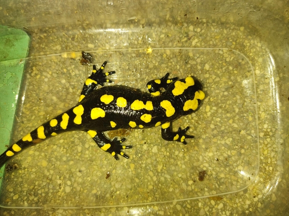 Salamandra infraimmaculata  photographed by רמדאן עיסא 