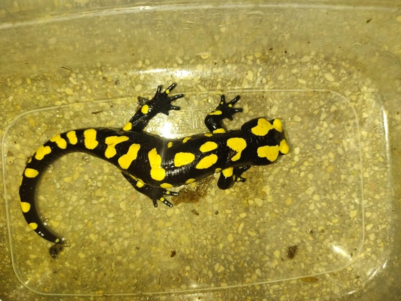 Salamandra infraimmaculata  photographed by רמדאן עיסא 