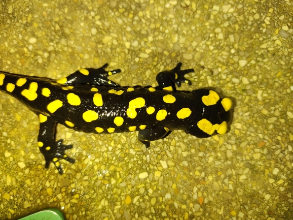 Salamandra infraimmaculata  photographed by רמדאן עיסא 