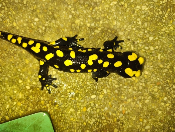 Salamandra infraimmaculata  photographed by רמדאן עיסא 