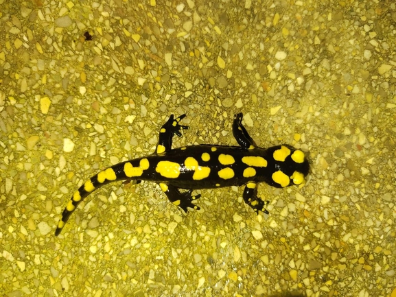 Salamandra infraimmaculata  photographed by רמדאן עיסא 