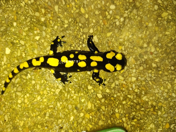 Salamandra infraimmaculata  photographed by רמדאן עיסא 