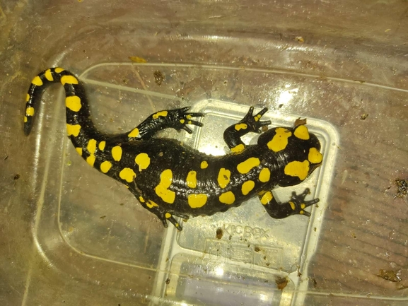 Salamandra infraimmaculata  photographed by רמדאן עיסא 