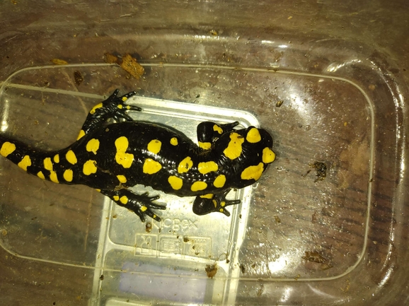 Salamandra infraimmaculata  photographed by רמדאן עיסא 