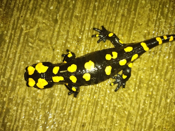 Salamandra infraimmaculata  photographed by רמדאן עיסא 