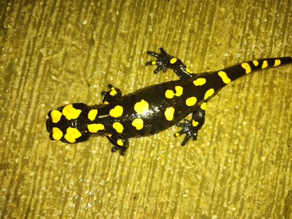 Salamandra infraimmaculata  photographed by רמדאן עיסא 