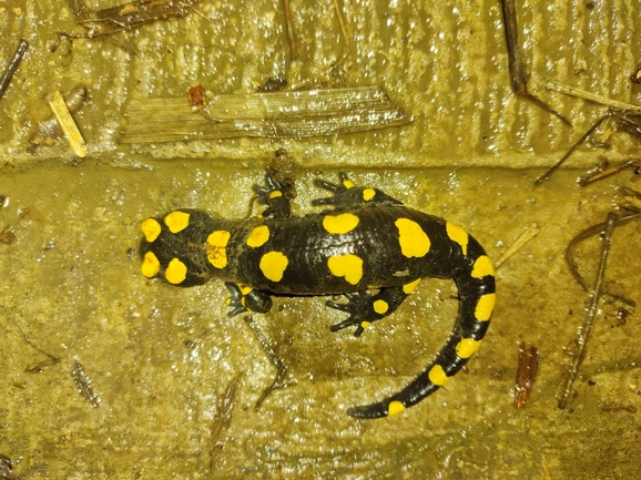 Salamandra infraimmaculata  photographed by רמדאן עיסא 