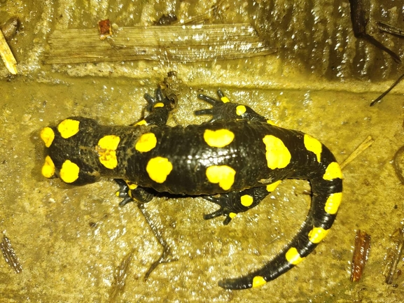 Salamandra infraimmaculata  photographed by רמדאן עיסא 