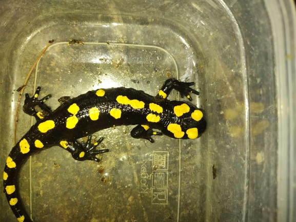 Salamandra infraimmaculata  photographed by רמדאן עיסא 