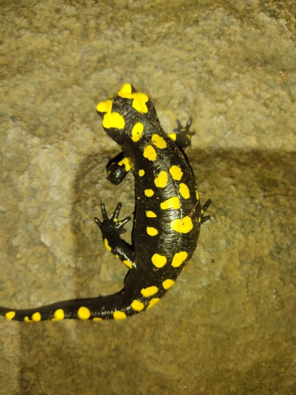 Salamandra infraimmaculata  photographed by רמדאן עיסא 