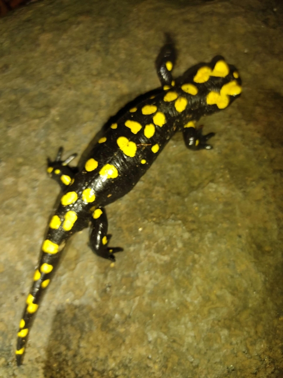 Salamandra infraimmaculata  photographed by רמדאן עיסא 