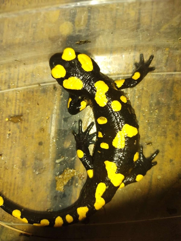 Salamandra infraimmaculata  photographed by רמדאן עיסא 