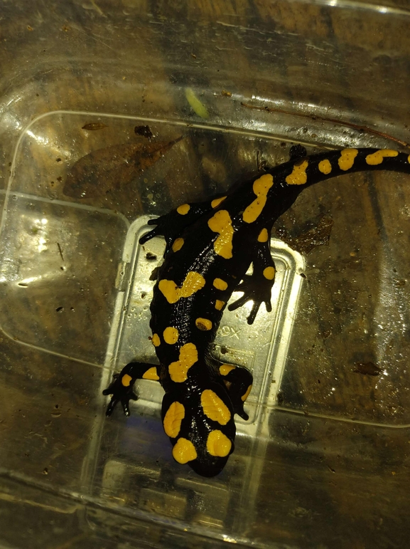 Salamandra infraimmaculata  photographed by רמדאן עיסא 