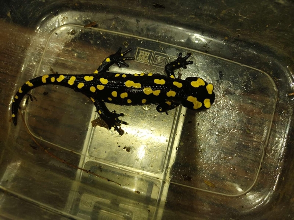 Salamandra infraimmaculata  photographed by רמדאן עיסא 