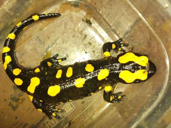 Salamandra infraimmaculata  photographed by רמדאן עיסא 