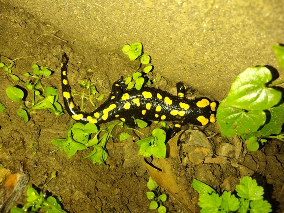 Salamandra infraimmaculata  photographed by רמדאן עיסא 