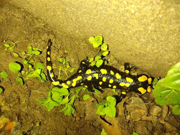 Salamandra infraimmaculata  photographed by רמדאן עיסא 