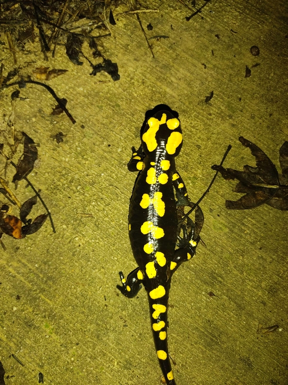 Salamandra infraimmaculata  photographed by רמדאן עיסא 