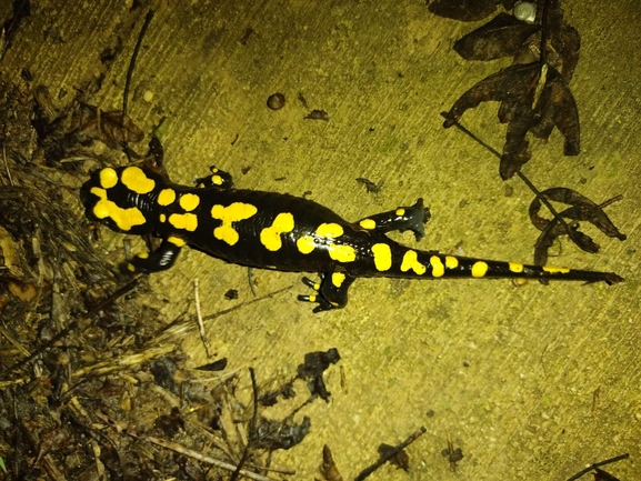 Salamandra infraimmaculata  photographed by רמדאן עיסא 