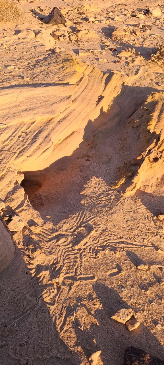 Dabb Lizard  photographed by תומר מזרחי 